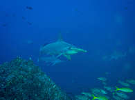 Tauchen mit Hammerhaien an Dirty Rock · Cocos Island 
