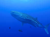 Walhai an Cocos Island · Tauchsafari Costa Rica 