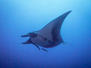 Tauchen mit Mantas an der Isla del Coco 