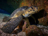 Schildkröte · Cocos Island Tauchen 