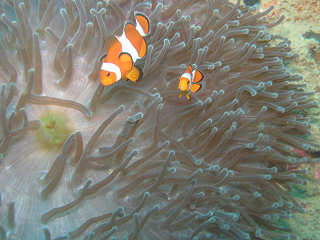Tauchen in Busuanga – Coron Bay, Philippinen 