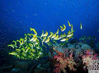 Tauchen in der Dampier Strait Raja Ampat 