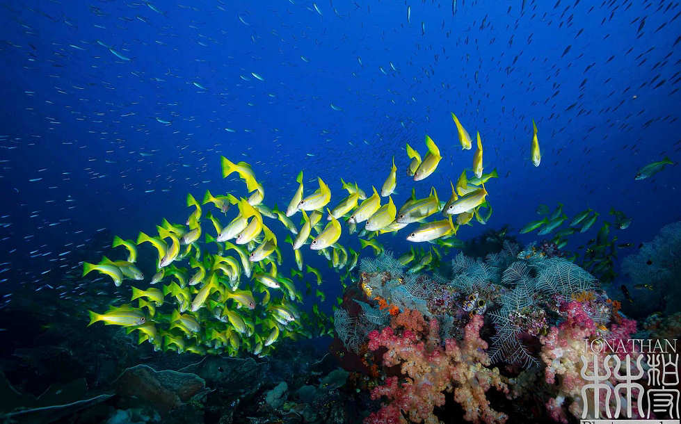 Tauchen in der Dampier Strait Raja Ampat 