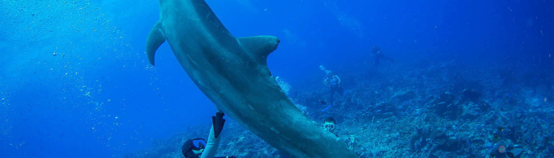 Tauchen mit Delfinen in Rangiroa · Französisch-Polynesien  
