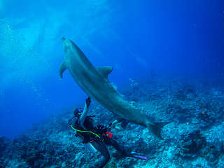 Tauchen mit Delfinen in Rangiroa – Franz. Polynesien  