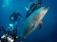 Tauchen mit Delfinen · Tauchsafari Socorro 