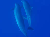 Delphine vor Rangiroa  