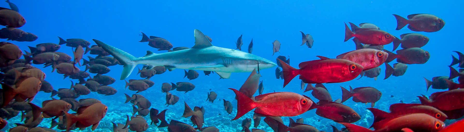 Hai-Tauchen Französisch Polynesien – Fakarava  