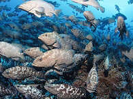 Tauchen mit Fischschwärmen 