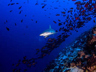 Grauhaie im Fakarava Atoll · Tauchen Polynesien 