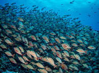 Tauchen im Fakarava Atoll · Tuamotu-Archipel 