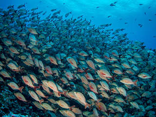 Tauchen im Fakarava Atoll · Tuamotu-Archipel 