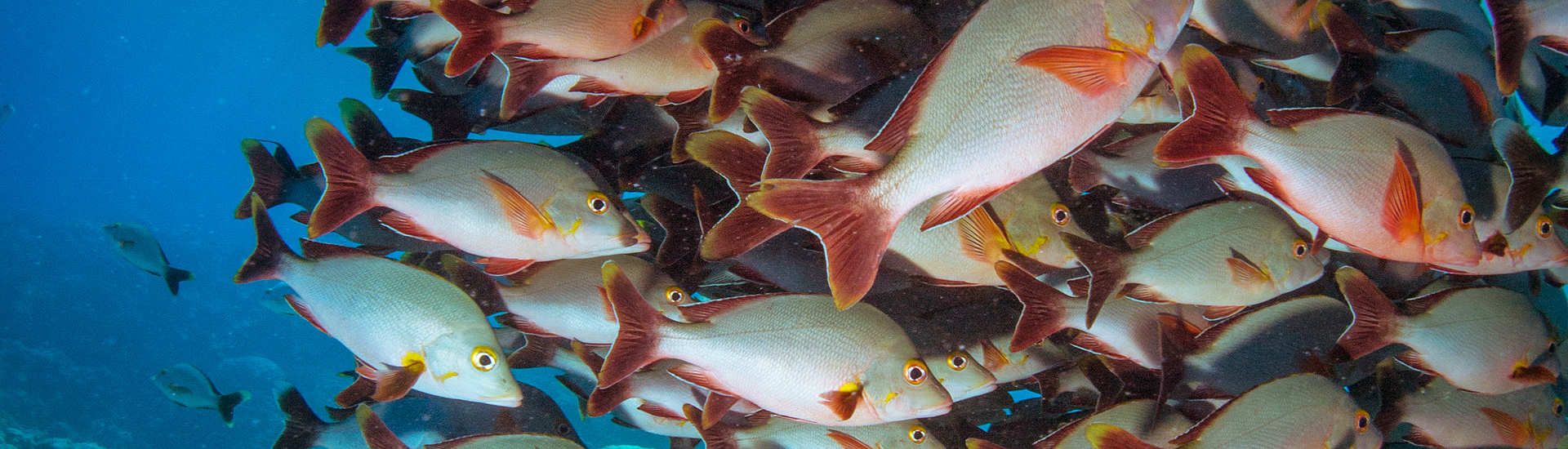 Tauchen im Fakarava Atoll – Französisch Polynesien 