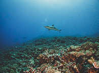 Tauchen im Fakarava-Atoll · Französisch-Polynesien 