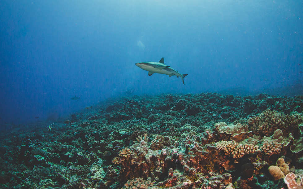 Tauchen im Fakarava-Atoll · Französisch-Polynesien 