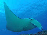Manta-Tauchen in Französisch-Polynesien 