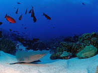 Tauchen mit Grauen Riffhaien in Französisch-Polynesien 