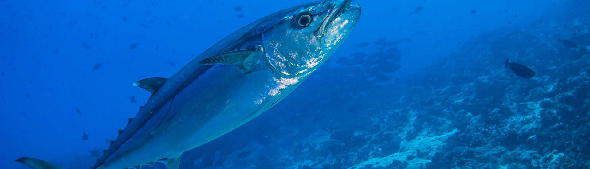 Tauchgang mit Tunfisch Begegnungen – Kauehi, Französisch Polynesien 