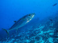 Tauchgang mit Tunfisch Begegnungen – Kauehi, Französisch Polynesien 