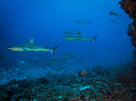 Wall of Sharks · Tauchen in Fakarava · Französisch-Polynesien 