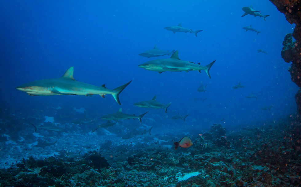 Wall of Sharks · Tauchen in Fakarava · Französisch-Polynesien 