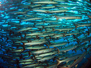 Barakuda Schwarm vor Tifure, Halmahera, Nord Molukken 