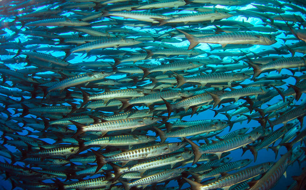 Barakuda Schwarm vor Tifure, Halmahera, Nord Molukken 
