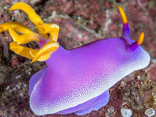 Bullock Sternschnecke (purple sea slug) – Halmahera, Indonesien 