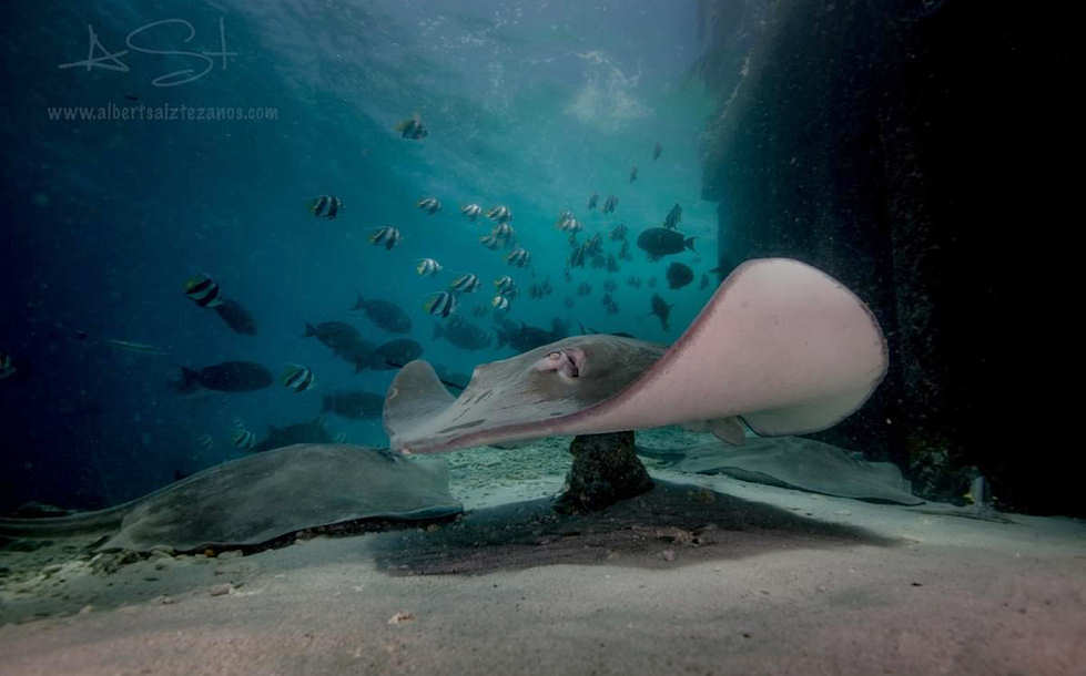 Tauchen in der Hanifaru Bay · Nördliche Atolle 