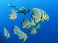 Tauchen mit dem Sebayur Dive Center in Komodo 