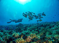 Tauchen in Französisch-Polynesien · Fakarava, Tikehau und Rangiroa 