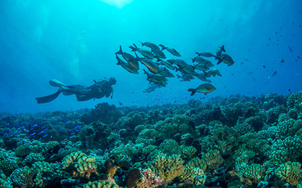 Tauchen in Französisch-Polynesien · Fakarava, Tikehau und Rangiroa 