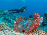 Tauchen in Indonesien · Riesenmuschel (Tridacna gigas) 