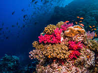 Korallengarten ·  Tauchen in Indonesien 