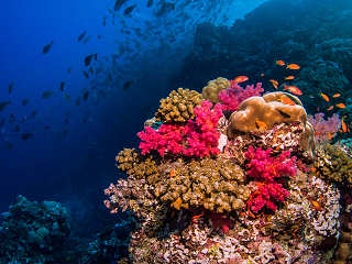 Korallengarten ·  Tauchen in Indonesien 