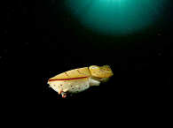 Baby-Tintenfisch in Komodo 