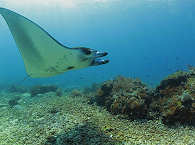 Manta im Nationalpark Komodo 