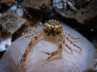 Tauchen Lembeh, Nord-Sulawesi 