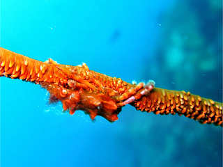 Tauchen in Lombok 
