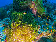 wiedererblühte Korallen – Tauchen in den Malediven 