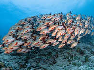 Tauchen mit Schwarmfisch Malediven 