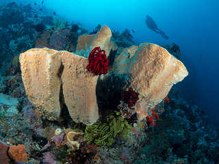 Tauchen Bangka, Nord-Sulawesi 