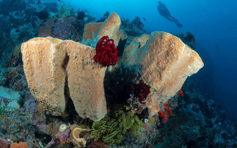 Tauchen Bangka, Nord-Sulawesi 