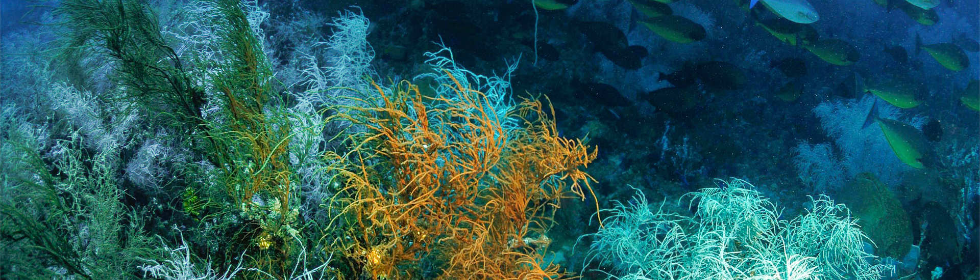 Tauchen Zentral-Sulawesi, Indonesien 