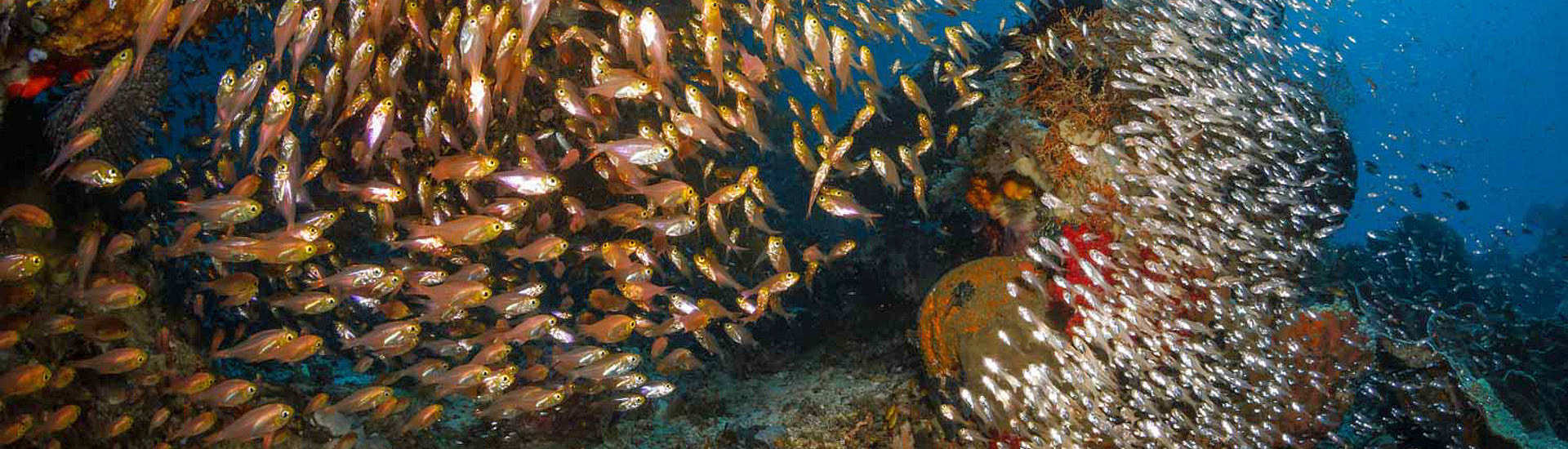 Riff bei Sali Kecil – Molukken, Indonesien 
