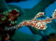 Harlekin Ghost Pipefish – Selayar Island, Indonesien 