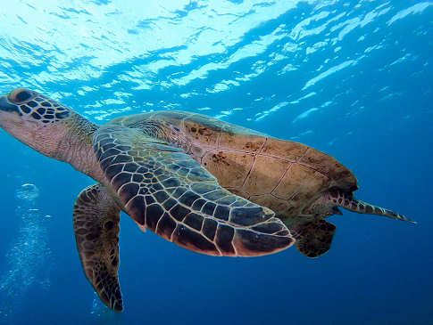 Tauchen vor Kerama Island, Okinawa 