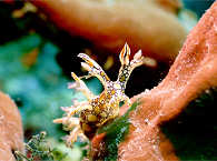 Nacktschnecke 