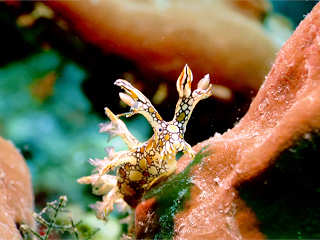 Nacktschnecke 