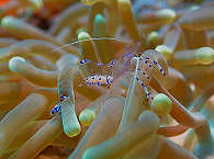 Shrimp in einer Anemone 